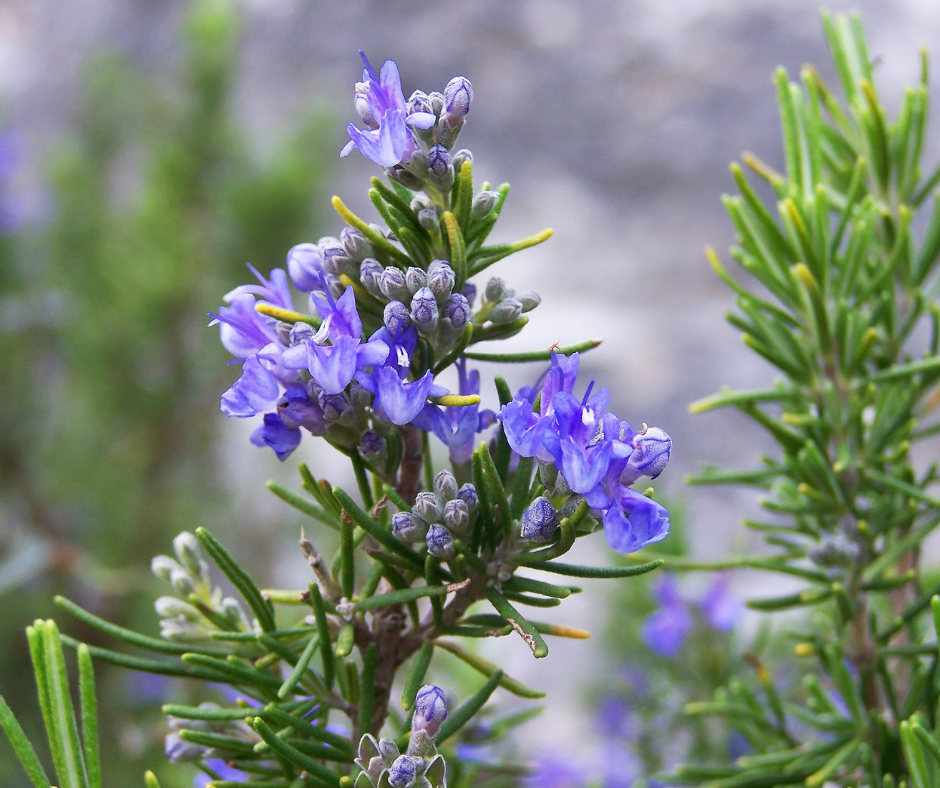 Rosemary Oil: Does the latest trending ingredient really work?