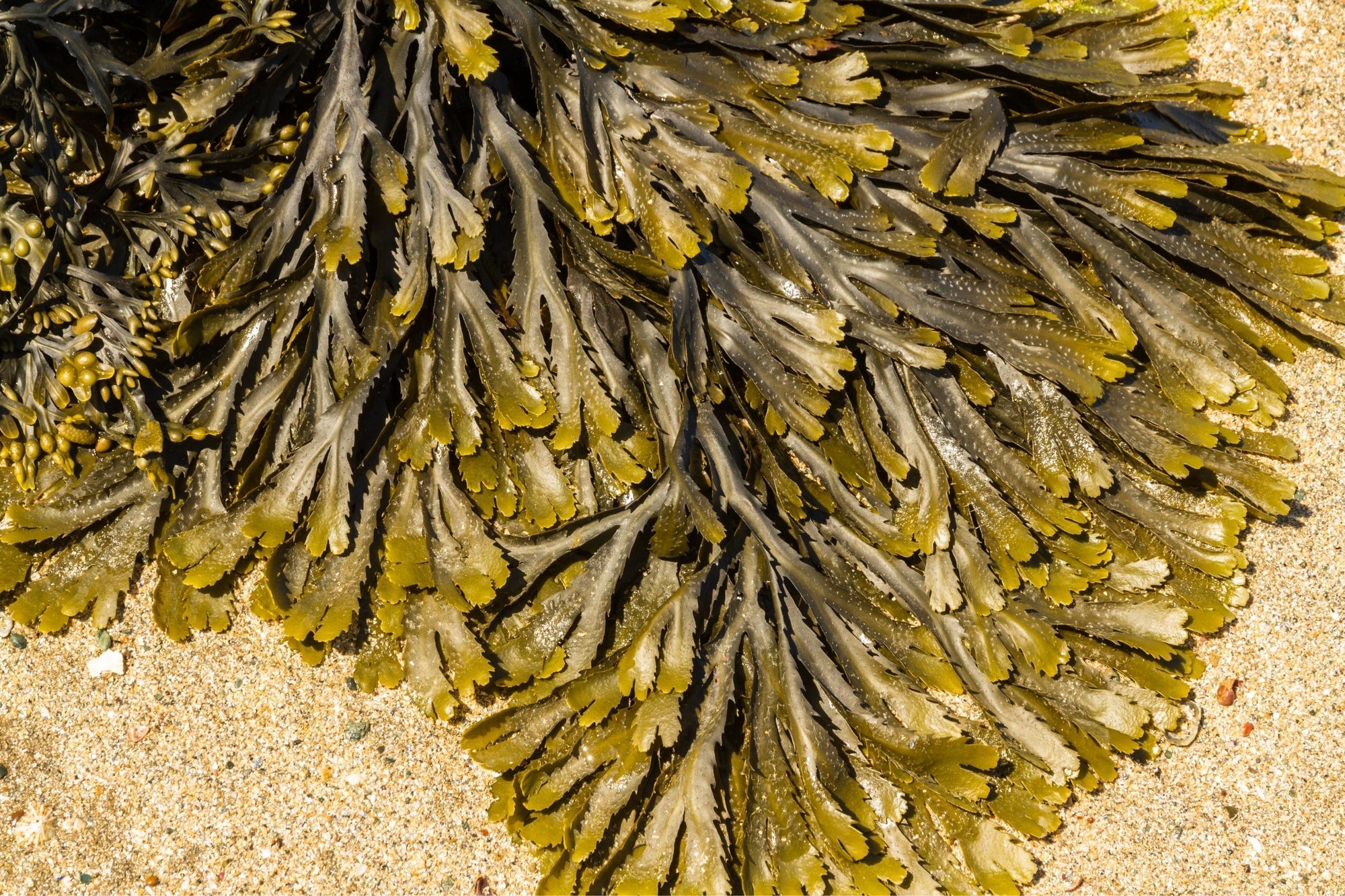 Science focus: Algal Polysaccharides