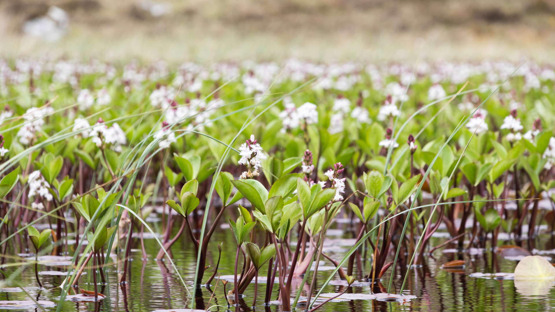 Ingredient Spotlight: Lus Nan Laogh