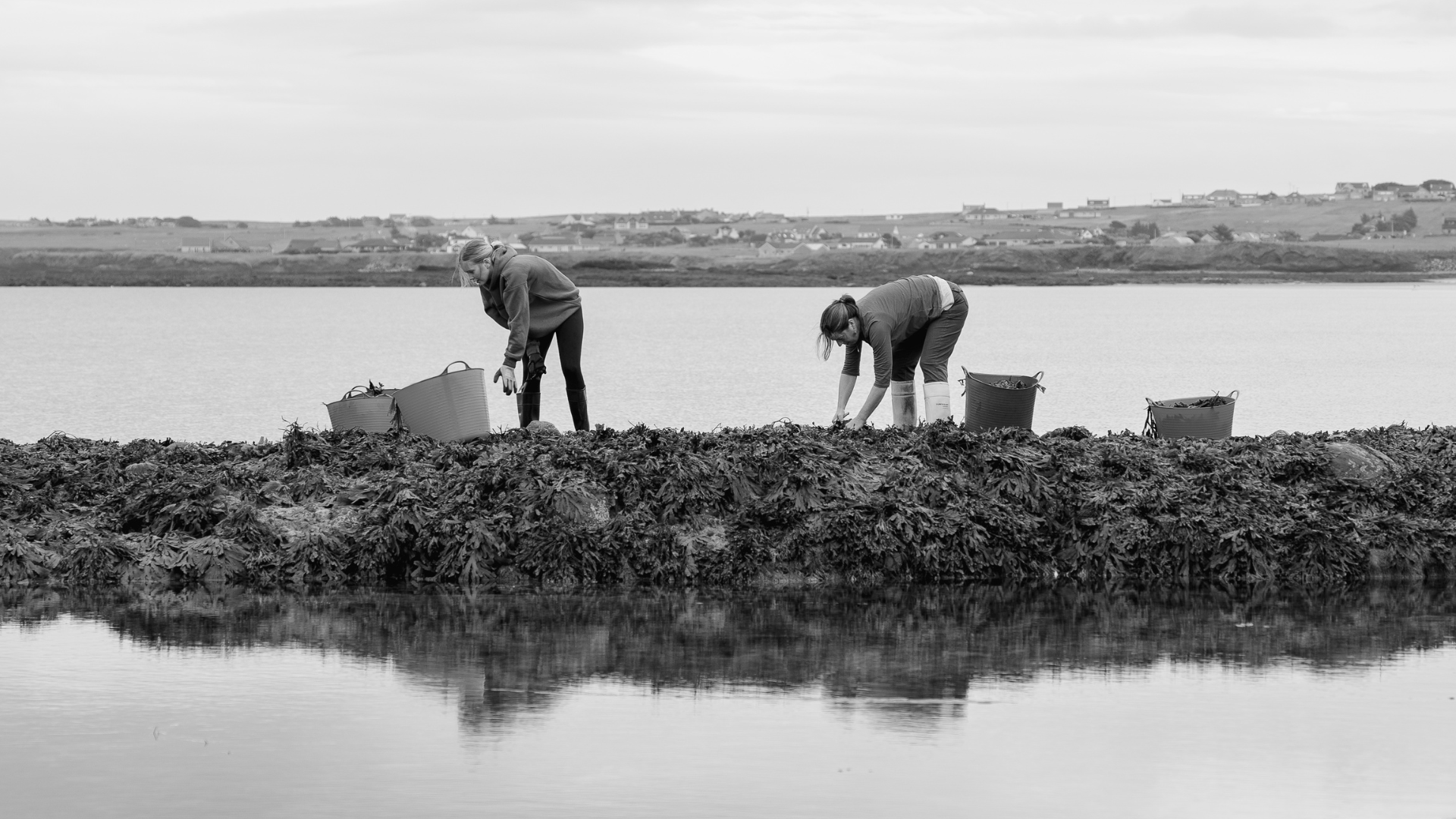 Seaweed Harvesting vs Seaweed Farming: What’s the Difference?