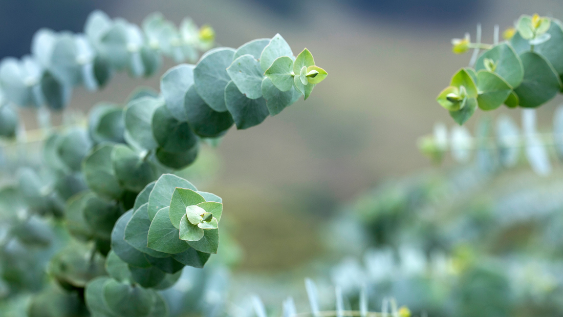 Ingredient Spotlight: Eucalyptus - Nature’s Refreshing Remedy for Radiant Skin