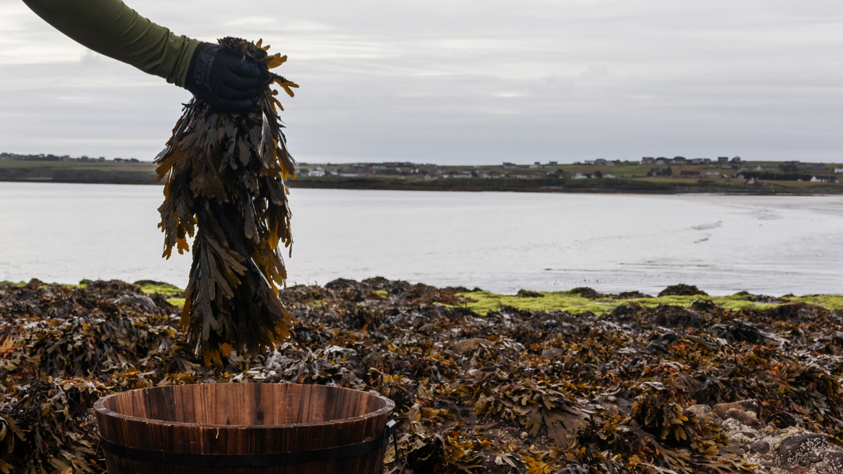 Meet the four seaweeds at the heart of ishga