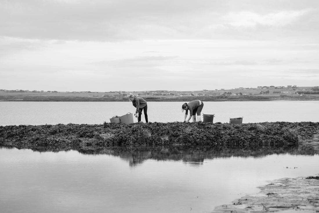 Why ishga uses fresh seaweed in our unique seaweed extract