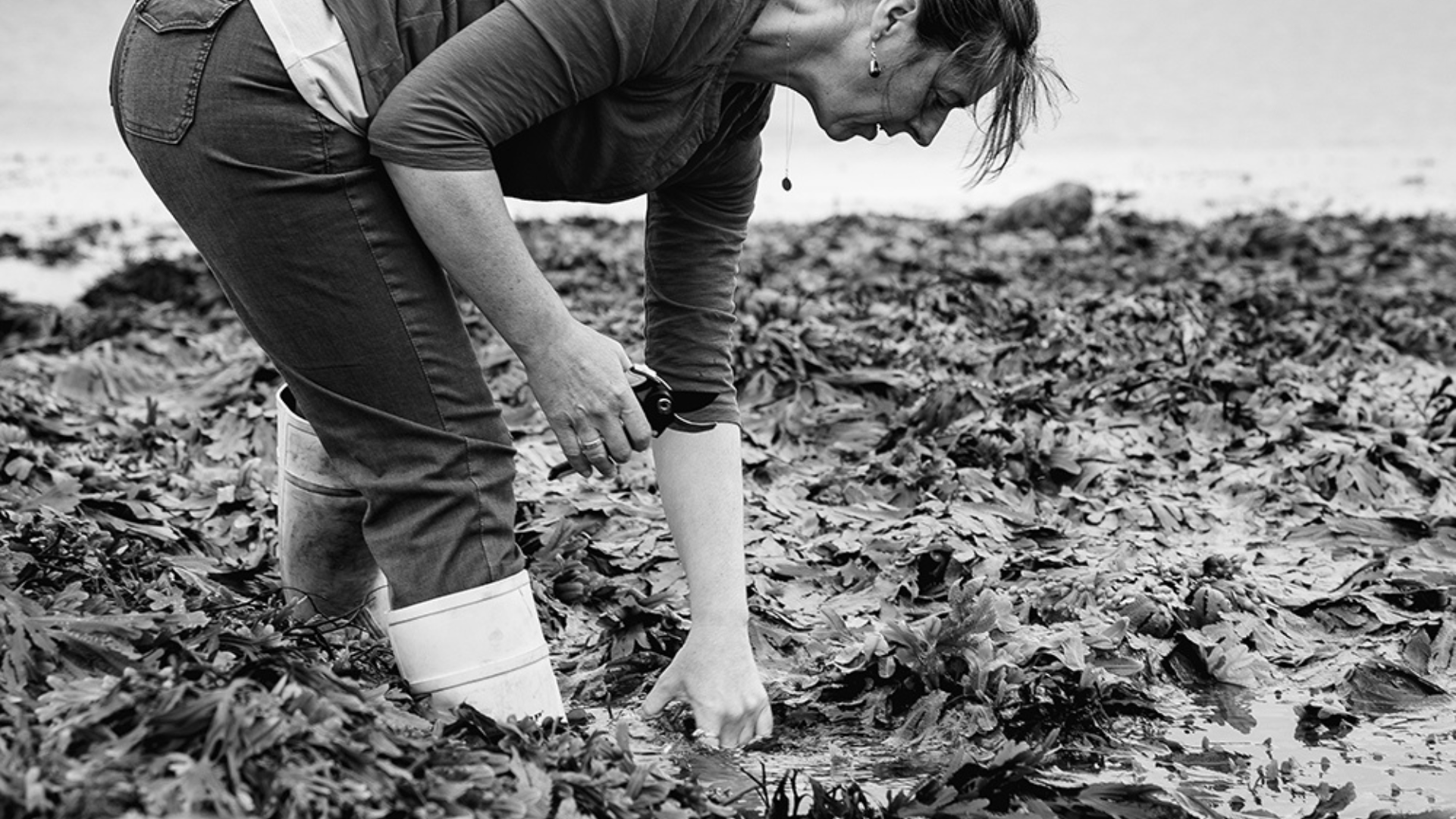 Seaweed: The Power of the Ocean