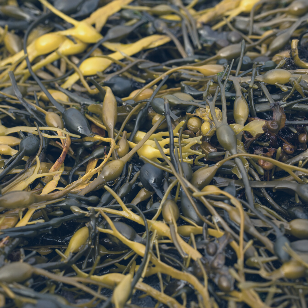 Seaweed - organic natural skincare